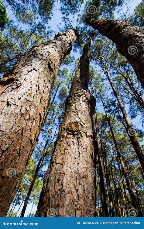 Beautiful Nature Of Very Tall Pine Trees Stock Photo Image Of Natural