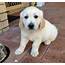 Very Affectionate Female Golden Retriever Puppy For Adoption Offer Malta