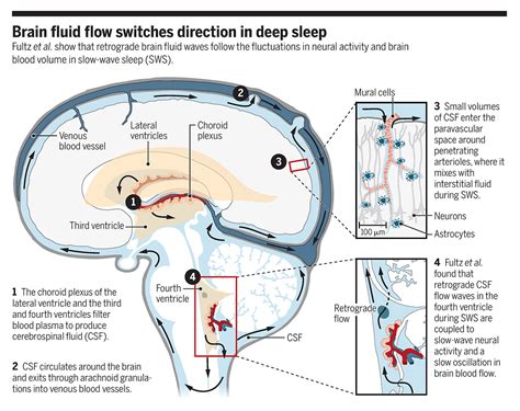 Deep Sleep Drives Brain Fluid Oscillations Science