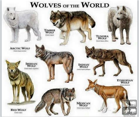 Wolves Of The World Wolf Dog Animals Wild Animals Beautiful