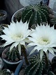 Cactus flor blanca a identificar