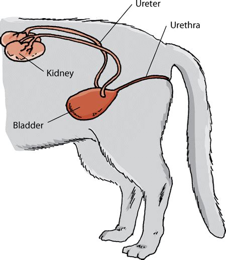 Male Cat Urethra Anatomy