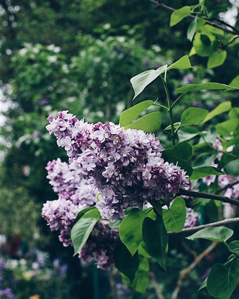 Purple Lilacs Are Blooming In The Garden