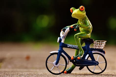 Frogbikefunnycutesweetfigdrive 484262 Bike Dica