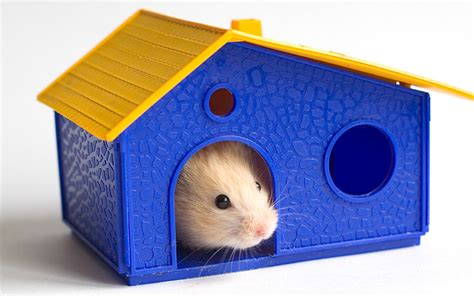 Best Hamster Houses Hideaways And Caves Squeaks And Nibbles
