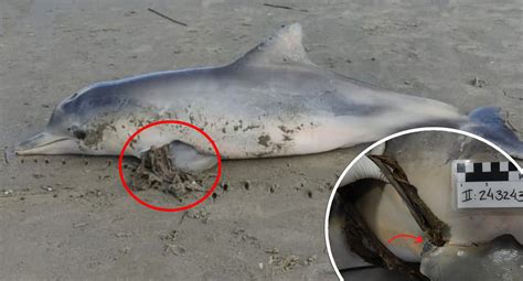 Shocking Item Behind Death Of Dolphin Found On Beach
