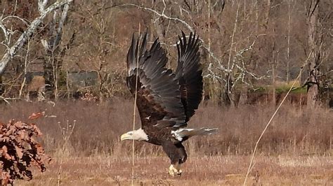 Raptor Rehab Eagle Release Back Into The Wild Youtube
