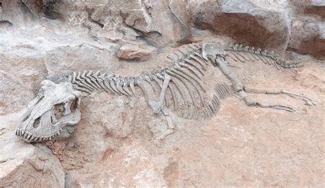 The First Dinosaur Fossils Were Found In The S The Hidden