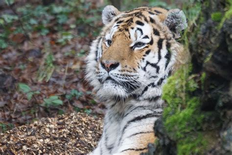 Gambar Margasatwa Kebun Binatang Binatang Menyusui Predator Fauna