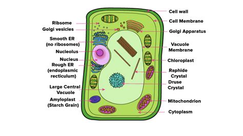 Draw A Neat Labelled Diagram Of Plant Cell Sexiz Pix
