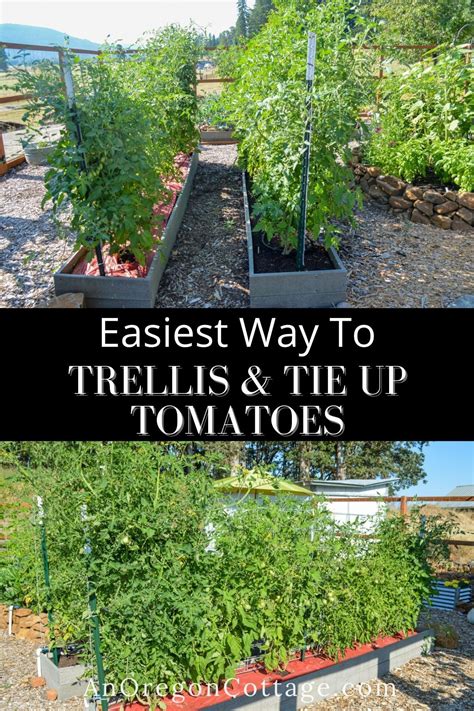 Tired Of The Flimsy Tomatoes Cages For Trellising Your Tomato Plants