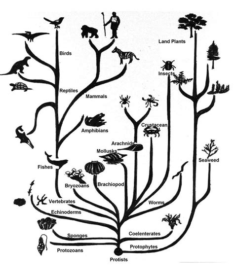 Phylogenetic Tree Tree Of Life Phylogenetic Tree Evolution