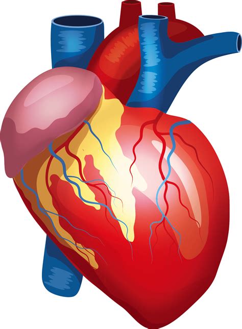 Human Heart Png Image Png All Png All