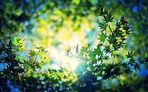 Tree Leaves Sunlight Green Hd Wallpaper Nature And Landscape