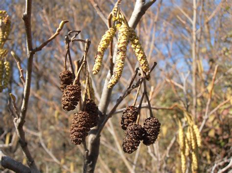 Aliso Alnus Glutinosa Plantas Riomoros