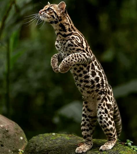 Margay A Small Wildcat Native To Central And South America R