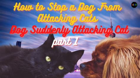 How To Stop A Dog From Attacking Cats Dog Suddenly Attacking Cat Part