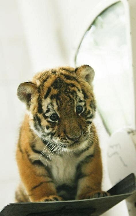 61 Best Orange Tiger Cubs Images On Pinterest Baby Tigers Tiger Cubs