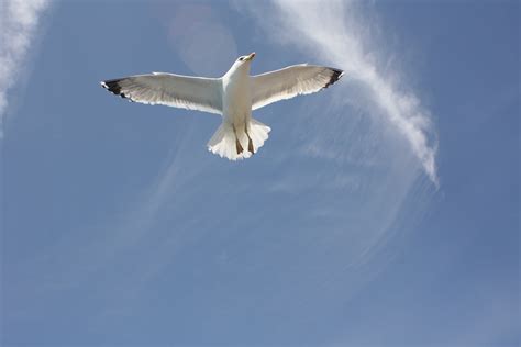 Gambar Alam Burung Sayap Udara Hewan Burung Laut Terbang Camar