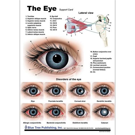 The Eye Anatomical Chart Eye Anatomy Anatomy Eye Chart Images And