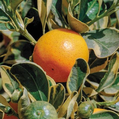 Gurneys Seed And Nursery Variegated Calamondin Orange Tropical Citrus