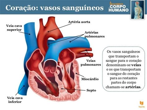 Como Ocorre O Processo O Sangue Oxigenado Nos Pulmões Entra No Coração