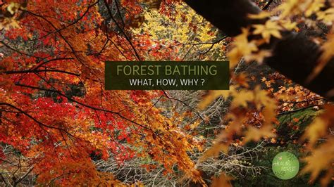 Forest Bathing What How Why Introduction To Japanese Shinrin