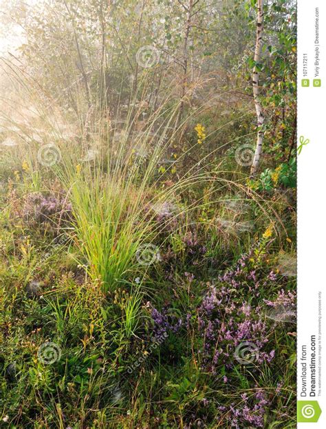 Misty Morning Dew On Mountain Meadow Stock Image Image Of Grass