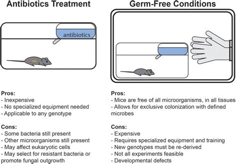 Mouse Microbiota Models Comparing Germ Free Mice And Antibiotics