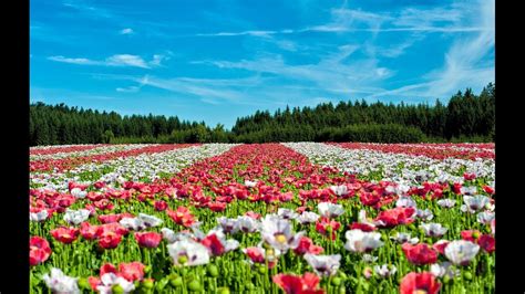 Amazing And Most Beautiful Poppy Flower Fields Landscape
