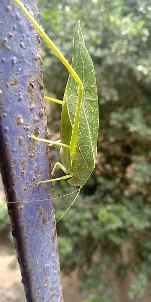Green Katydid Grasshopper Insect Looks Like Leaf Stock Photo Download