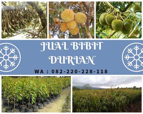 Maybe you would like to learn more about one of these? Benih Pokok Durian Asfa50 - BENIH TOKO