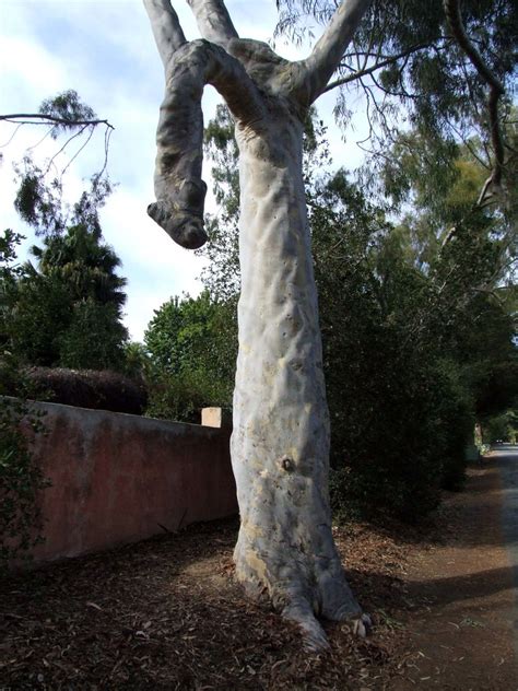 Penis Tree Westmont Landmark The Penis Tree Go One More Flickr