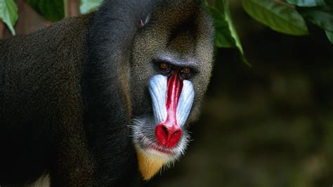 Monkey Mania Worlds Largest And Most Colorful Monkey Cgtn
