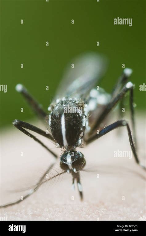 Asian Tiger Mosquito Aedes Albopictus Feeding On Human Skin Spain