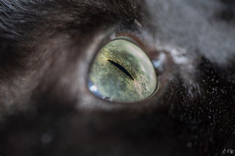 Black Cats Eye Macro