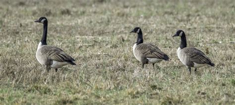 These Three Geese Smithsonian Photo Contest Smithsonian Magazine