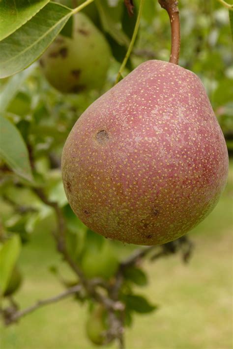 In Jim And Sharons Orchard Anjou Pear Tree With Bartletts G Flickr