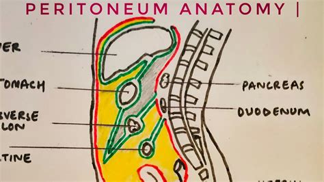 Peritoneum Anatomy Med Tutorials Youtube