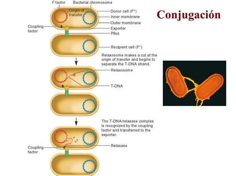 Ppt Genética Bacteriana Powerpoint Presentation Free Download Id