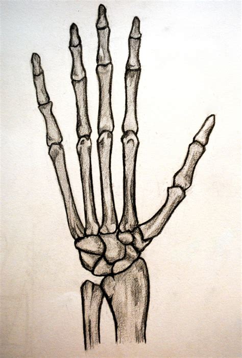 Skeleton Hand Sketch At PaintingValley Explore Collection Of Skeleton Hand Sketch