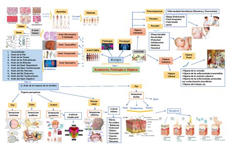 Mapa mental de anatomia fisiología e higiene Anatomía Fisiología e