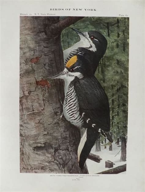 1914 louis fuertes antique bird print ~ arctic three toed woodpecker antique engravings and prints
