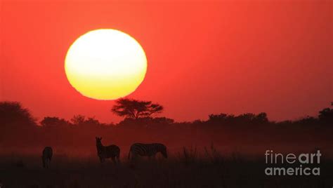 zebra sunset photograph by andries alberts fine art america
