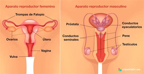 Aparato Reproductor Femenino Y Masculino Explicado Para Los Ni Os