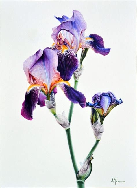 Пин от пользователя Петя Антонова на доске Biology Art Цветки ириса