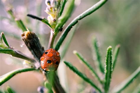 Ladybug Under The Dew By Julian La Ciboulette On Deviantart