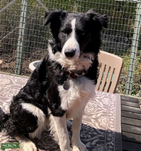 Border Collie Male Stud Stud Dog In Salinasmonterey United States