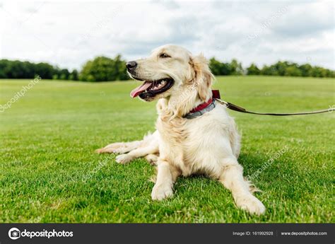 Golden Retriever Dog On Grass Stock Photo By ©allaserebrina 161992928