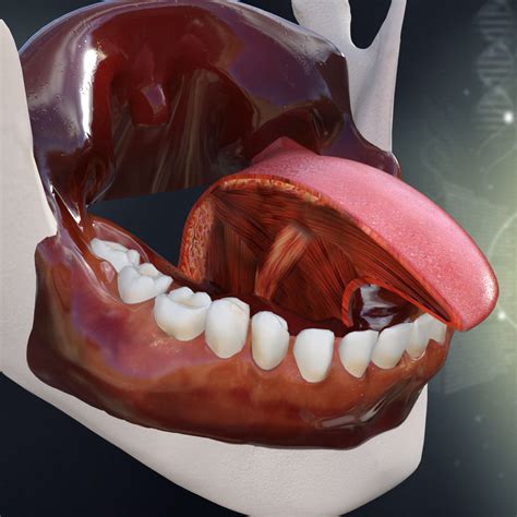 Human Teeth Gums And Tongue Anatomy 3d Model Cgtrader